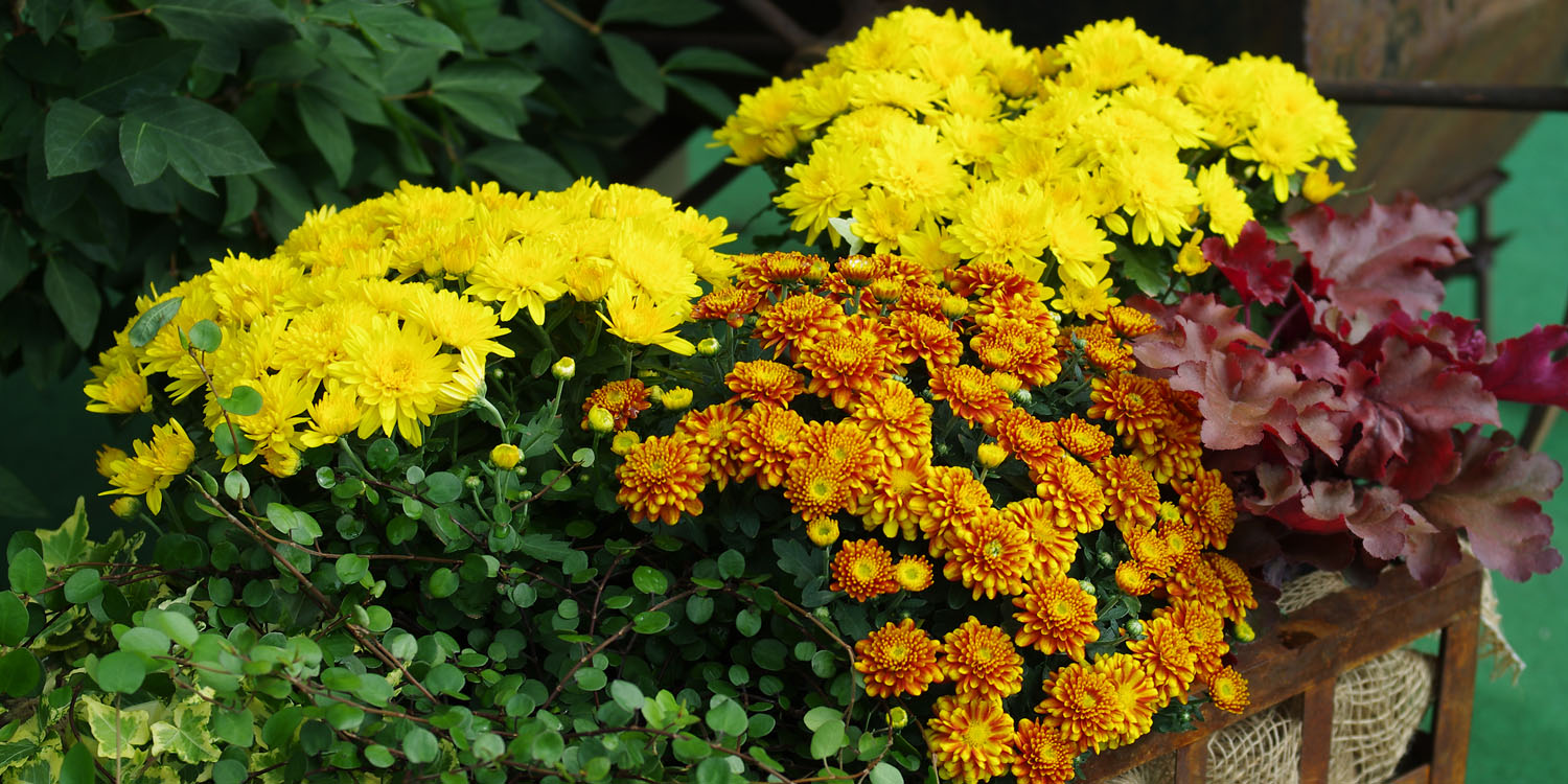 Chrysanthemum Pflanzen von Kientzler
