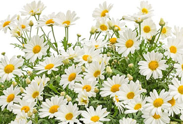 Argyranthemum Pure White Butterfly Argyranthemum Pure White Butterfly
