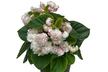 Begonia Appleblossom Begonia Appleblossom
