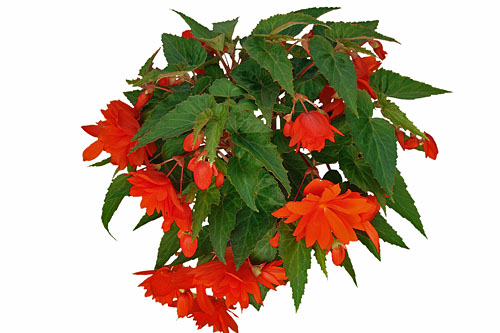 Begonia BELLECONIA Hot Orange