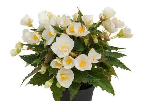 Begonia BELLISSA White