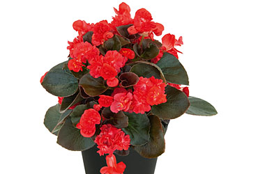 Begonia Coco Red Begonia Coco Red