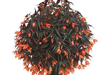 Begonia Summerwings Ebony & Coral Begonia Summerwings Ebony & Coral