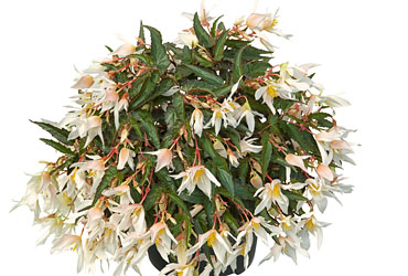 Begonia Summerwings White Elegance Begonia Summerwings White Elegance