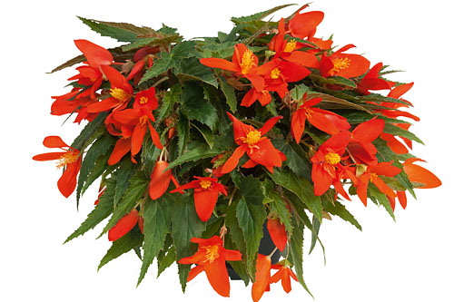 Begonia SUMMERWINGS Compact Orange