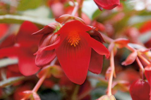 Begonia SUMMERWINGS Deep Red