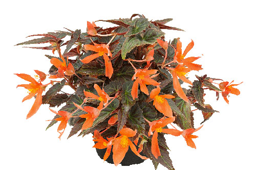 Begonia SUMMERWINGS Ebony & Orange 