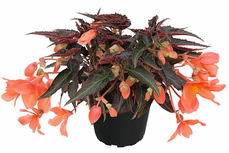 Begonia SUMMERWINGS Orange Elegance