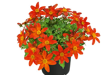 Bidens Campfire Fire Wheel Bidens Campfire Fire Wheel