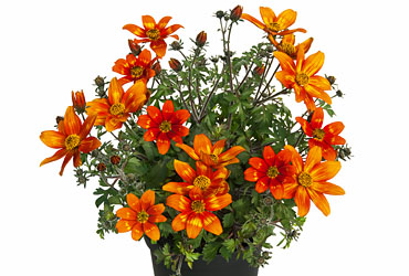 Bidens Campfire Funny Honey Bidens Campfire Funny Honey
