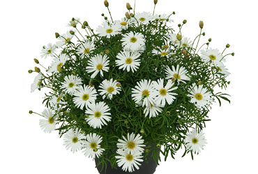 Brachyscome Surdaisy White Improved Brachyscome Surdaisy White Improved