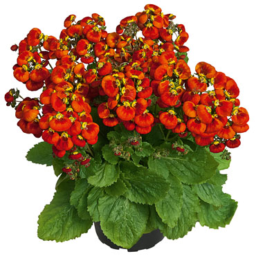 Calceolaria Sunny Walker Orange Calceolaria Sunny Walker Orange