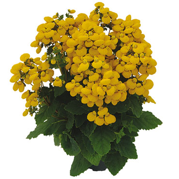 Calceolaria Sunny Walker Yellow Calceolaria Sunny Walker Yellow