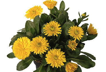 Calendula Powerdaisy Sunny Calendula Powerdaisy Sunny