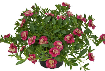 Calibrachoa Dragon Fruit Calibrachoa Dragon Fruit