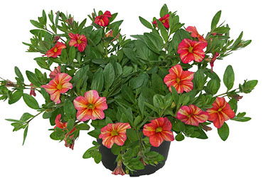Calibrachoa Tropical Sunrise Calibrachoa Tropical Sunrise