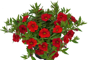 Calibrachoa Unique Red Calibrachoa Unique Red