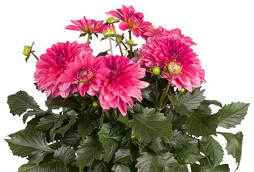 Dahlia Dalina Mendoz Dahlia Dalina Mendoz