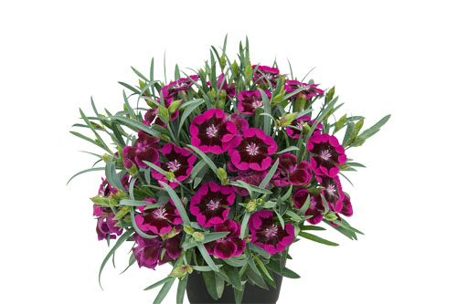 Dianthus TOUCH Berry Touch