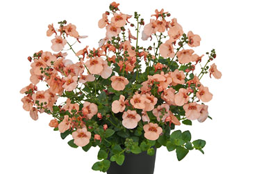 Diascia Breezee plus Big Apricot Diascia Breezee plus Big Apricot