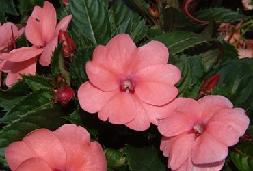 Impatiens Sunpatiens Coral Pink Impatiens Sunpatiens Coral Pink