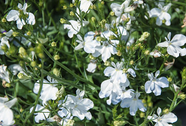 Lobelia Lobelix Big White Lobelia Lobelix Big White