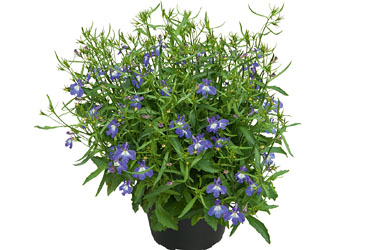 Lobelia Lobelix Soft Violet Lobelia Lobelix Soft Violet