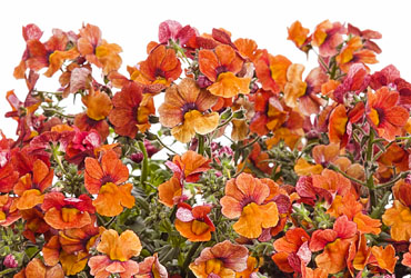 Nemesia Sunsatia Blood Orange Nemesia Sunsatia Blood Orange