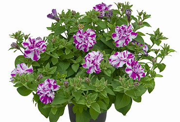 Petunia Amarena Twist Petunia Amarena Twist