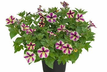 Petunia Dreamstar Petunia Dreamstar