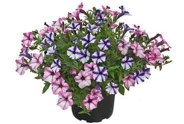 Petunia Duo Sternschnuppe Petunia Duo Sternschnuppe