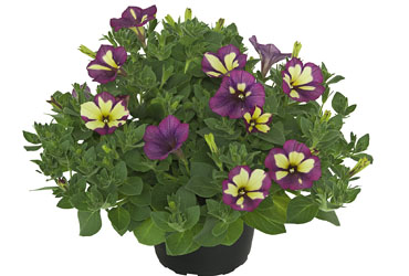 Petunia Purple Cream Petunia Purple Cream