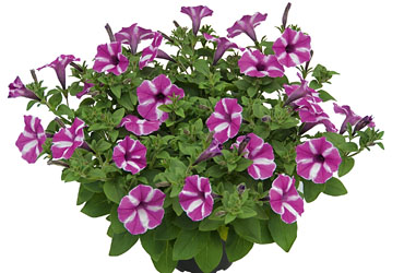 Petunia Raspberry Star Petunia Raspberry Star