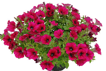 Petunia Veranda Purple Petunia Veranda Purple