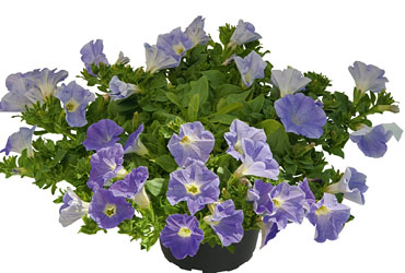 Petunia Veranda Sky Blue Petunia Veranda Sky Blue