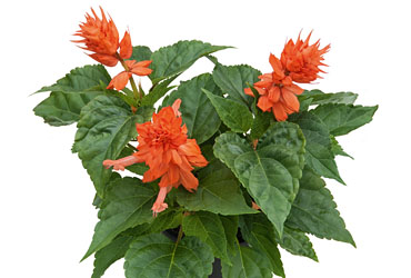 Salvia GoGo Coral Salvia GoGo Coral