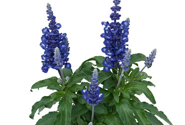 Salvia Royal Candle Salvia Royal Candle