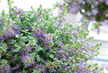 Scaevola Surdivia Blue Scaevola Surdivia Blue