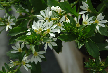 Scaevola Surdivia White Improved Scaevola Surdivia White Improved