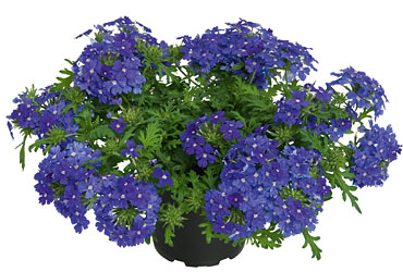Verbena Vepita Pearl Blue Verbena Vepita Pearl Blue