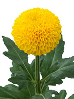 Chrysanthemen: Chrysanthemum  Levana