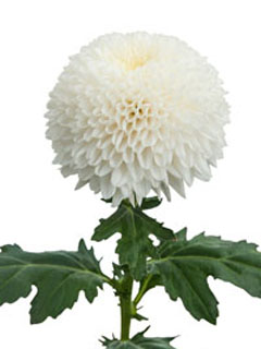 Chrysanthemen: Chrysanthemum  Superbowl