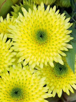 Schnitt-Chrysanthemum 'Cocoon Yellow'