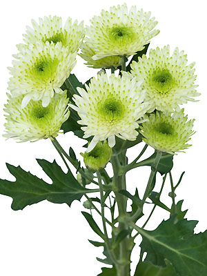 Schnitt-Chrysanthemum 'Cocoon'