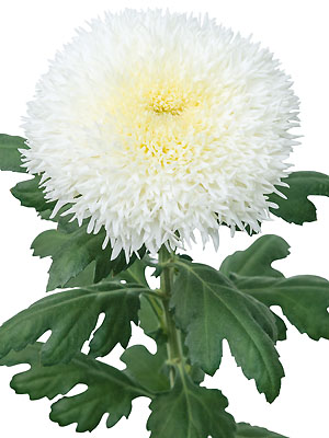 Schnitt-Chrysanthemum 'Etrusko White'