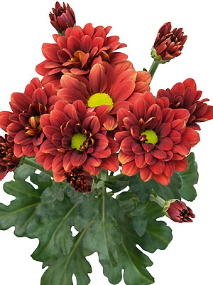 Schnitt-Chrysanthemum 'Haiku'