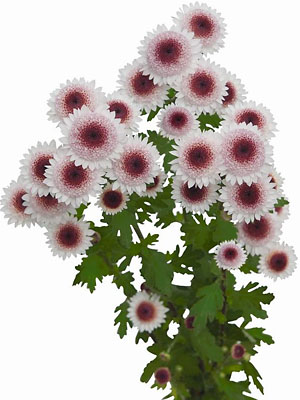 Schnitt-Chrysanthemum 'Sweetheart'