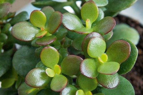 Hitzeprofis: Crassula  Minor