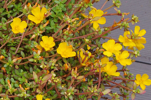 Hitzeprofis: Portulaca Supertula Yellow