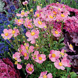Anemone 'Pretty Lady Diana' Anemone 'Pretty Lady Diana'